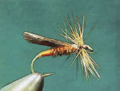 Brown Stonefly