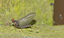 Centroptilum luteolum male