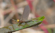 Baetis fuscatus subimago male