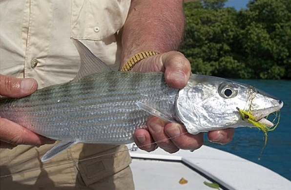 Clouser Deep Minnow