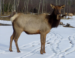 Благородный олень, корова - Cow Eik