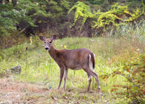 Белохвостый олень - White Tail Deer