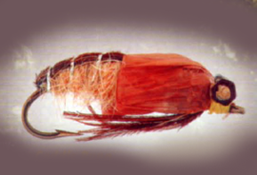 Caddis pupa