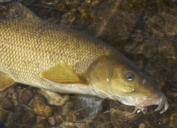 Roman Moser Golden Drake Nymph