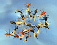 Roman Moser Flying Ant