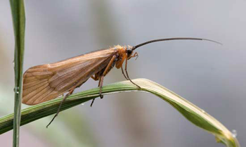 Roman Moser Running Caddis