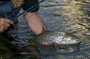 Roman Moser Egg Laying Caddis