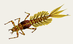 Roman Moser Golden Drake Nymph