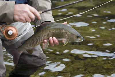 Roman Moser Black Midge