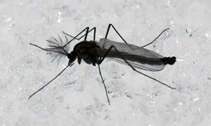 Roman Moser black midge