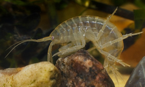 Roman Moser Swimming Gammarus