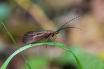 Roman Moser Cinnamon Sedge