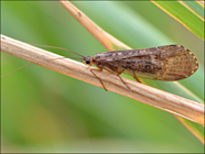 Roman Moser Cinnamon Sedge