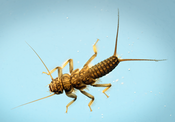 Roman Moser Large Stonefly Nymph