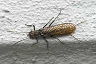 Roman Moser Giant Stonefly