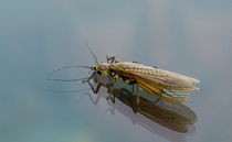 Roman Moser Giant Stonefly