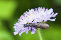 Roman Moser Giant Stonefly