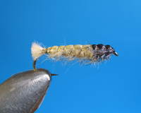 Roman Moser Hydropsyche Larva