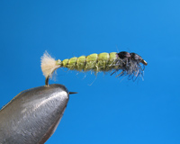 Roman Moser Ryacophila Larva