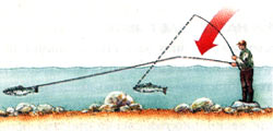 sea 14