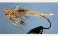 Direct sand shrimp