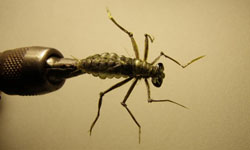 Мушка личинка стрекозы