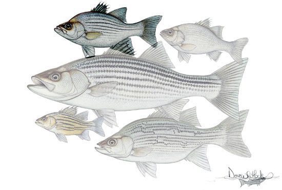 White Bass